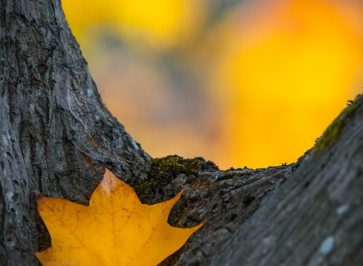 brown maple leaf on gray tree